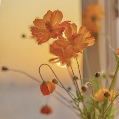 贝博app代言艾弗森